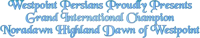 Westpoint Persians Proudly Presents
Grand International Champion
Noradawn Highland Dawn of Westpoint